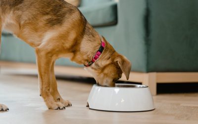 Acidophilus for Dogs with Yeast Infection